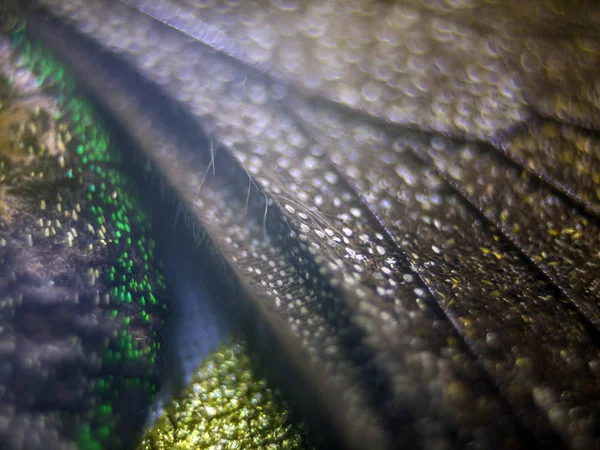 Mikroskop altında kelebek kanatları