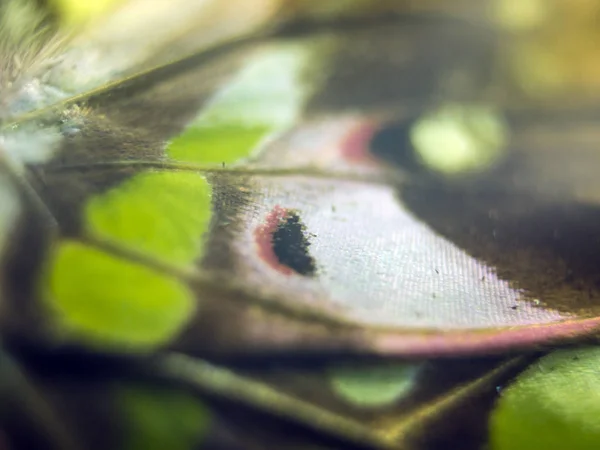 Butterfly Wings Microscope — Stock Photo, Image