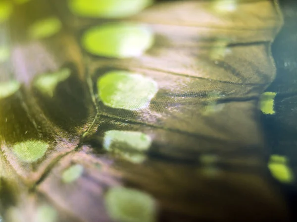 Asas Borboleta Microscópio — Fotografia de Stock