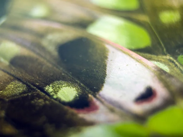 显微镜下的蝴蝶翅膀 — 图库照片