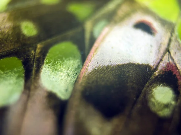 Mikroskop altında kelebek kanatları