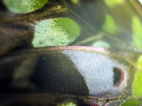 Mikroskop altında kelebek kanatları