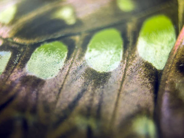 Fjärilsvingar Mikroskopet — Stockfoto