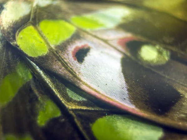 Mikroskop altında kelebek kanatları