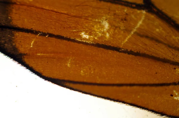 Mikroskop altında kelebek kanatları