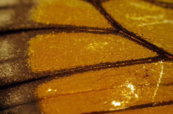 Mikroskop altında kelebek kanatları