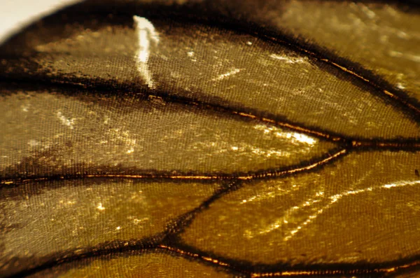 Mikroskop altında kelebek kanatları