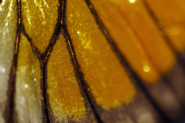 Butterfly Wings Microscope — Stock Photo, Image