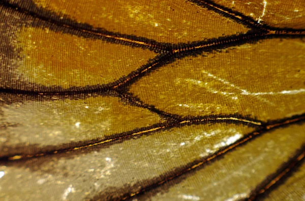 Mikroskop altında kelebek kanatları