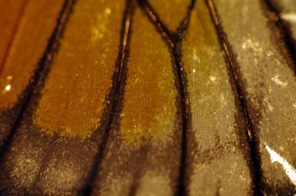 Mikroskop altında kelebek kanatları