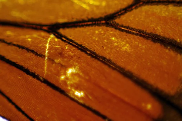 Mikroskop altında kelebek kanatları