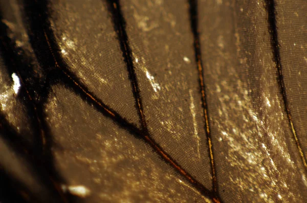 Mikroskop altında kelebek kanatları