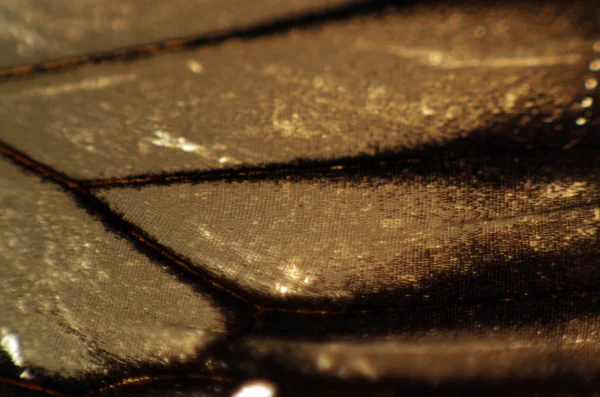 Mikroskop altında kelebek kanatları