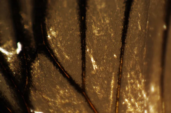 Mikroskop altında kelebek kanatları