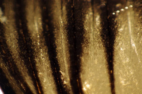 Mikroskop altında kelebek kanatları