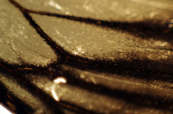 Mikroskop altında kelebek kanatları