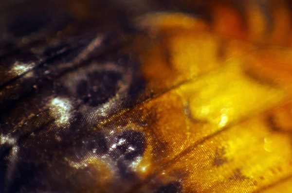 Mikroskop altında kelebek kanatları
