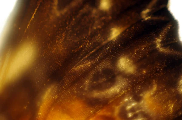 Mikroskop altında kelebek kanatları