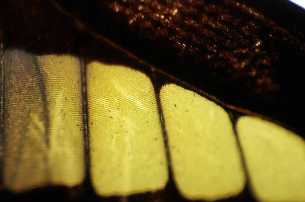 Mikroskop altında kelebek kanatları