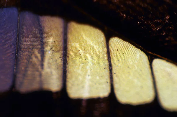 Mikroskop altında kelebek kanatları