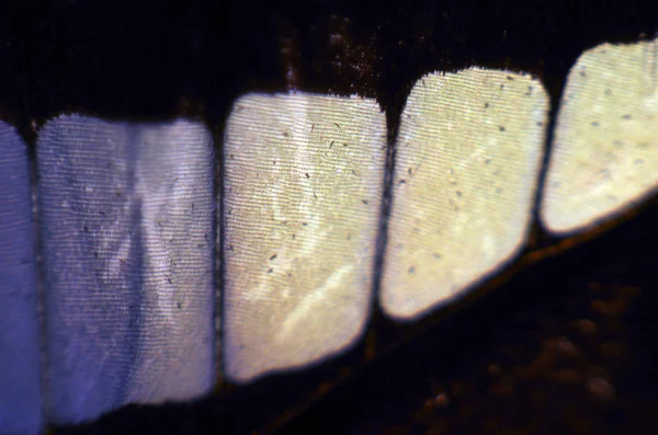 Mikroskop altında kelebek kanatları