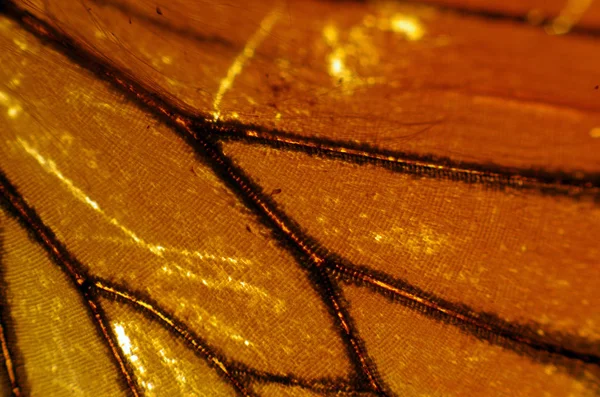 Mikroskop altında kelebek kanatları