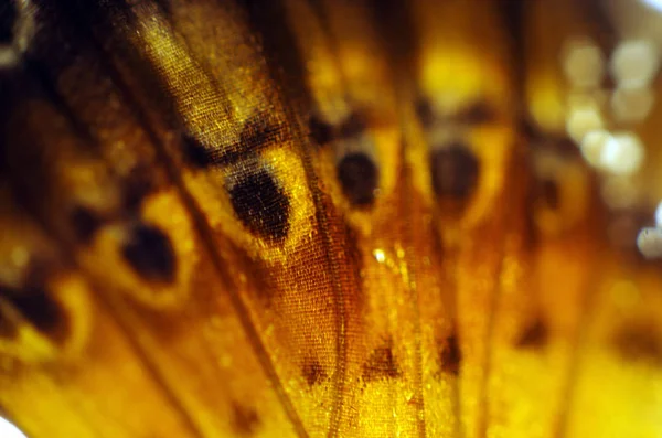 Asas Borboleta Microscópio — Fotografia de Stock