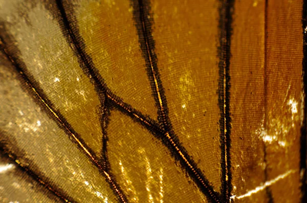 Alas Mariposa Bajo Microscopio —  Fotos de Stock