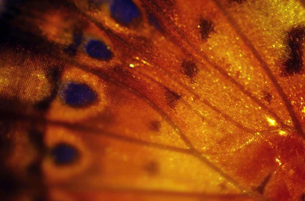 Mikroskop altında kelebek kanatları