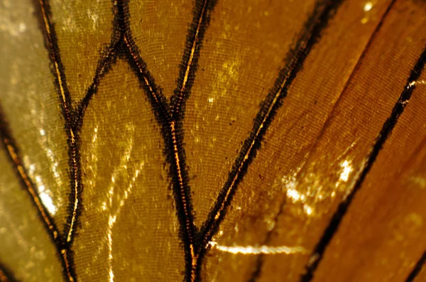 Mikroskop altında kelebek kanatları