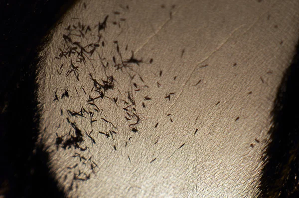 Mikroskop altında kelebek kanatları