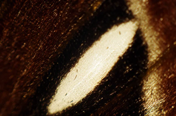 Mikroskop altında kelebek kanatları