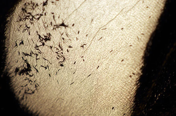 Mikroskop altında kelebek kanatları