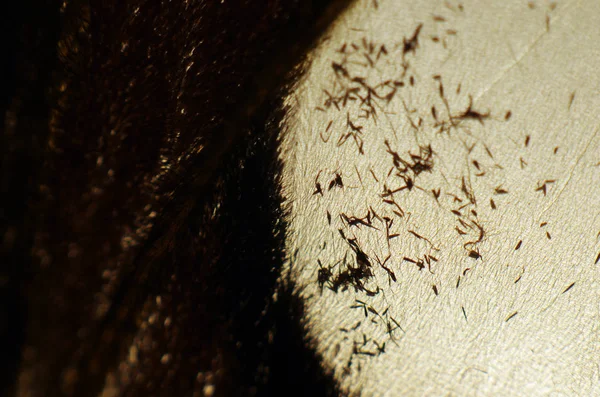 Mikroskop altında kelebek kanatları