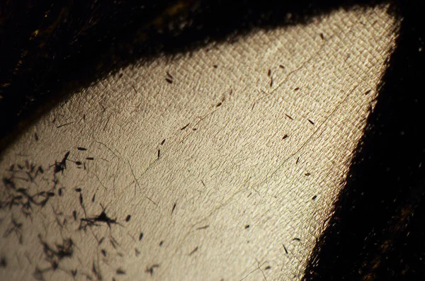 Mikroskop altında kelebek kanatları