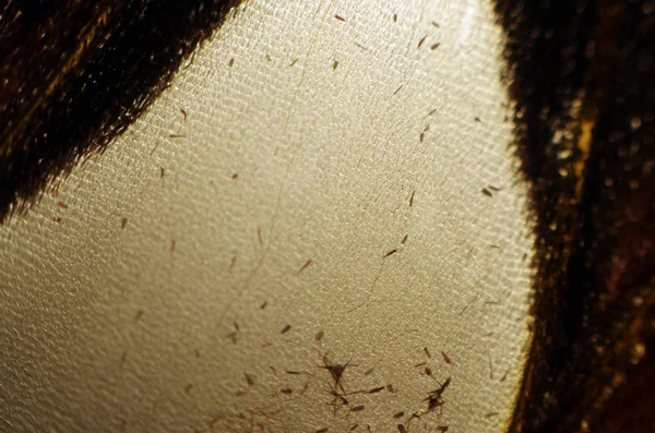 Mikroskop altında kelebek kanatları