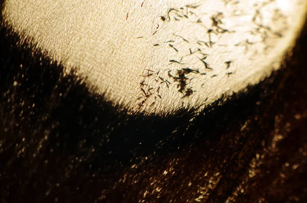 Mikroskop altında kelebek kanatları