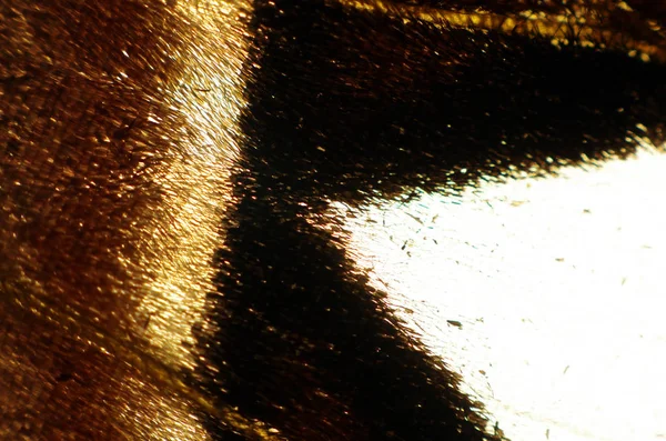 Vlinder Vleugels Onder Microscoop — Stockfoto