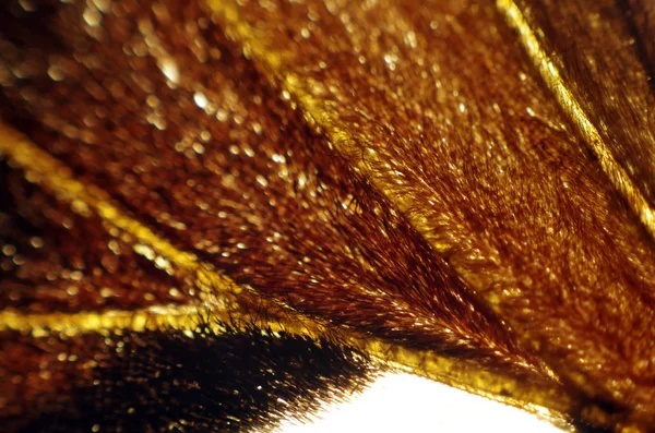 Mikroskop altında kelebek kanatları