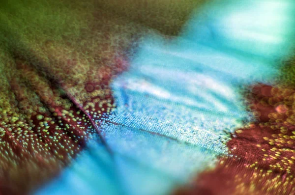 Mikroskop altında kelebek kanatları