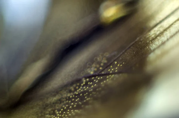 Alas Mariposa Bajo Microscopio — Foto de Stock