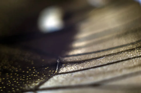 Vlinder Vleugels Onder Microscoop — Stockfoto
