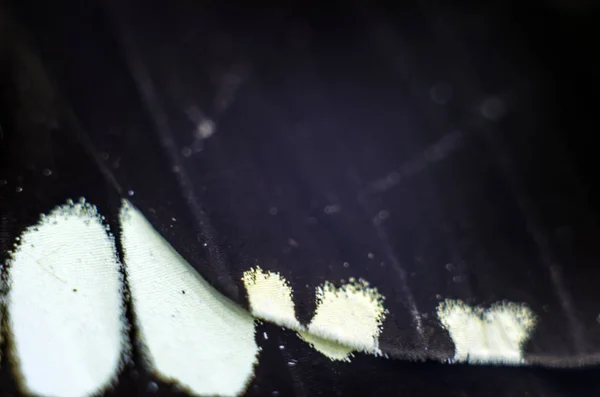 显微镜下的蝴蝶翅膀 — 图库照片