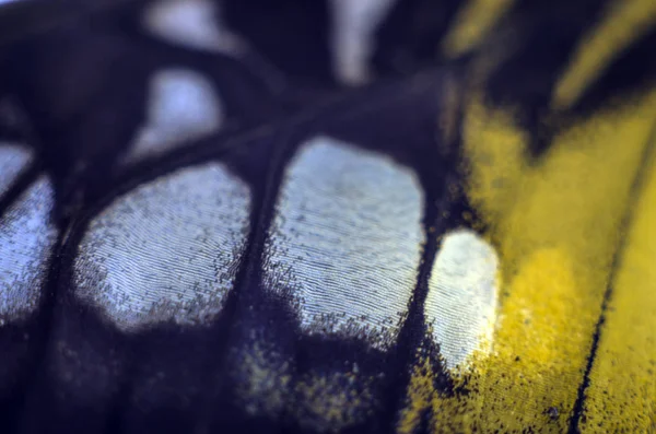 Mikroskop altında kelebek kanatları