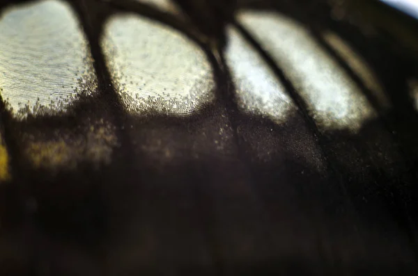 Alas Mariposa Bajo Microscopio — Foto de Stock