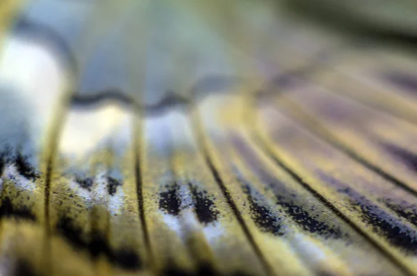 Крила Метелика Під Мікроскопом — стокове фото