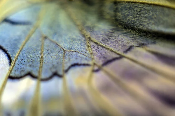 Fjärilsvingar Mikroskopet — Stockfoto