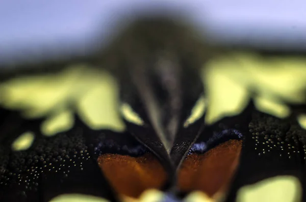 Alas Mariposa Bajo Microscopio — Foto de Stock