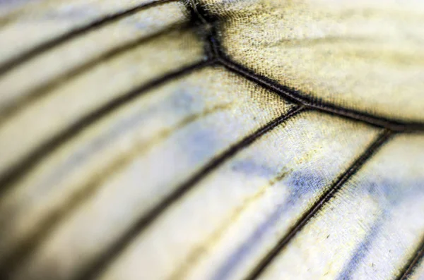 Mikroskop altında kelebek kanatları