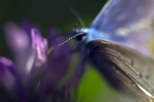 Alas Mariposa Bajo Microscopio — Foto de Stock